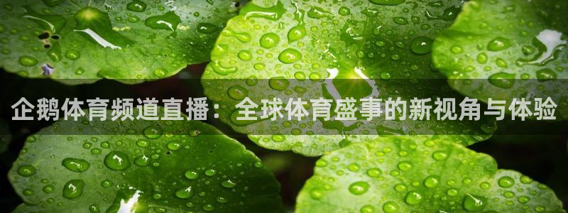 nba直播球友直播：企鹅体育频道直播：全球体育盛事的新视角与体验